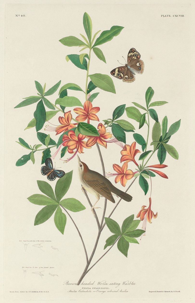 Braunköpfiger Wurmfresser, 1834 von Robert Havell