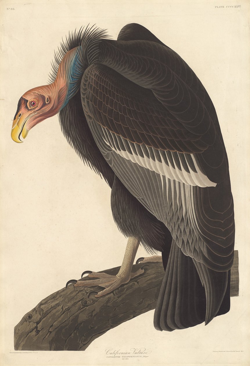 Kalifornischer Geier, 1838 von Robert Havell