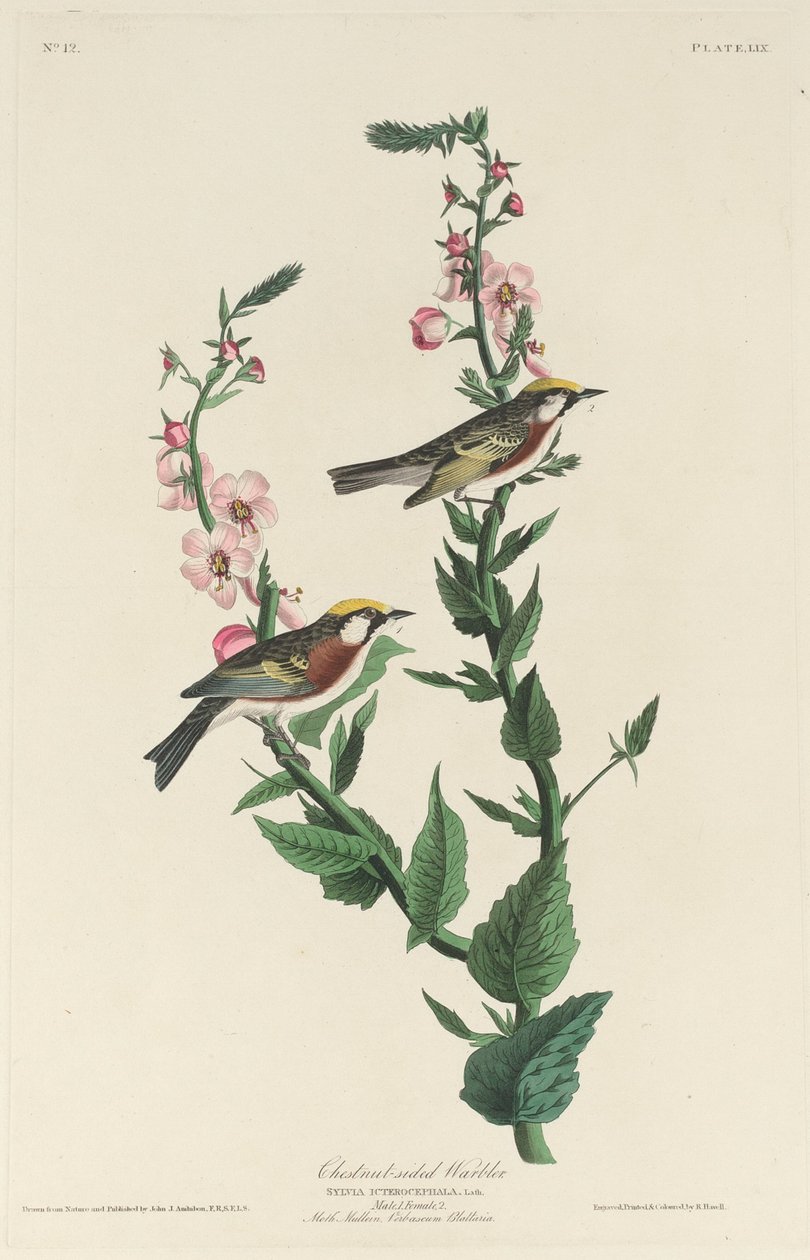 Kastanienseitiger Waldsänger, 1829 von Robert Havell