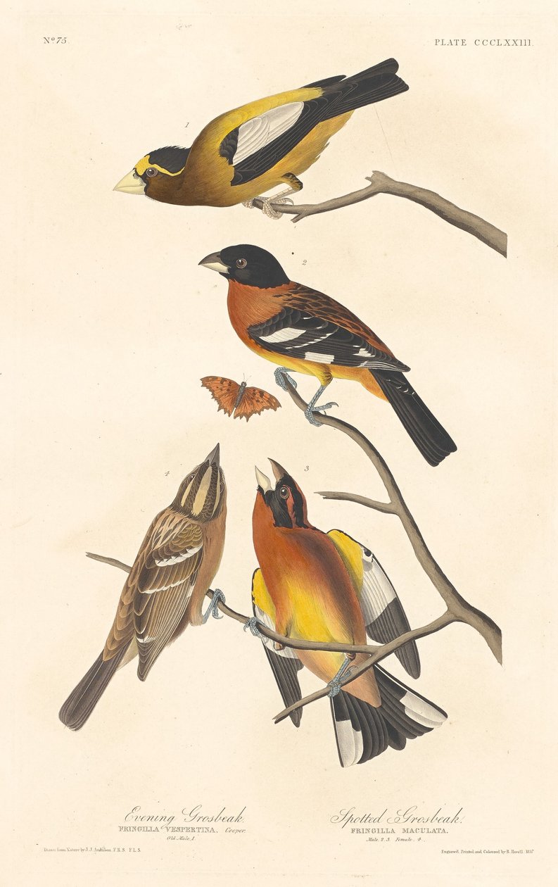 Abendkernbeißer und Fleckenkernbeißer, 1837 von Robert Havell