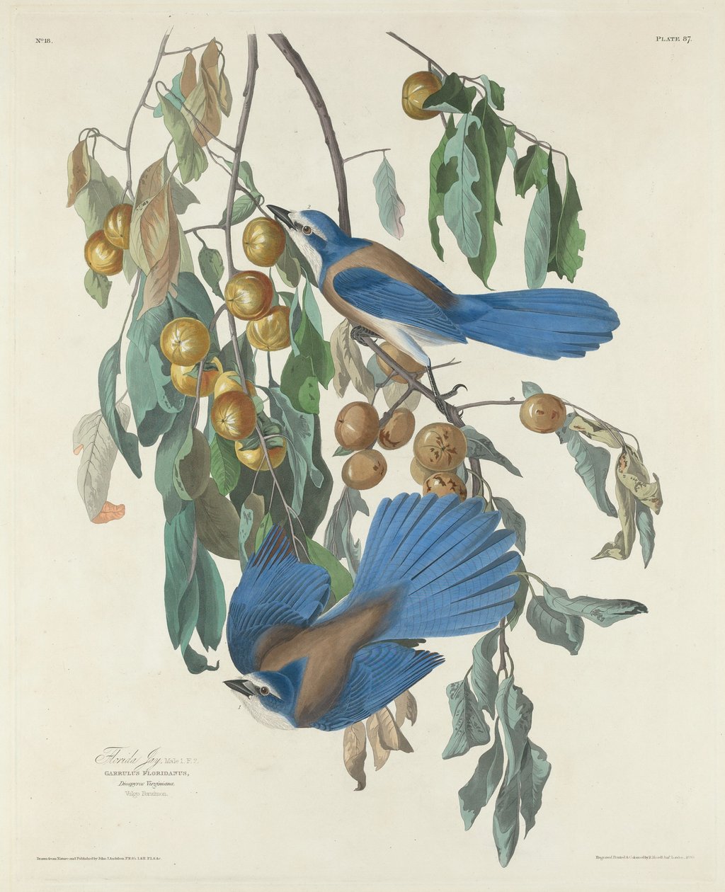 Florida Jays, 1830 von Robert Havell