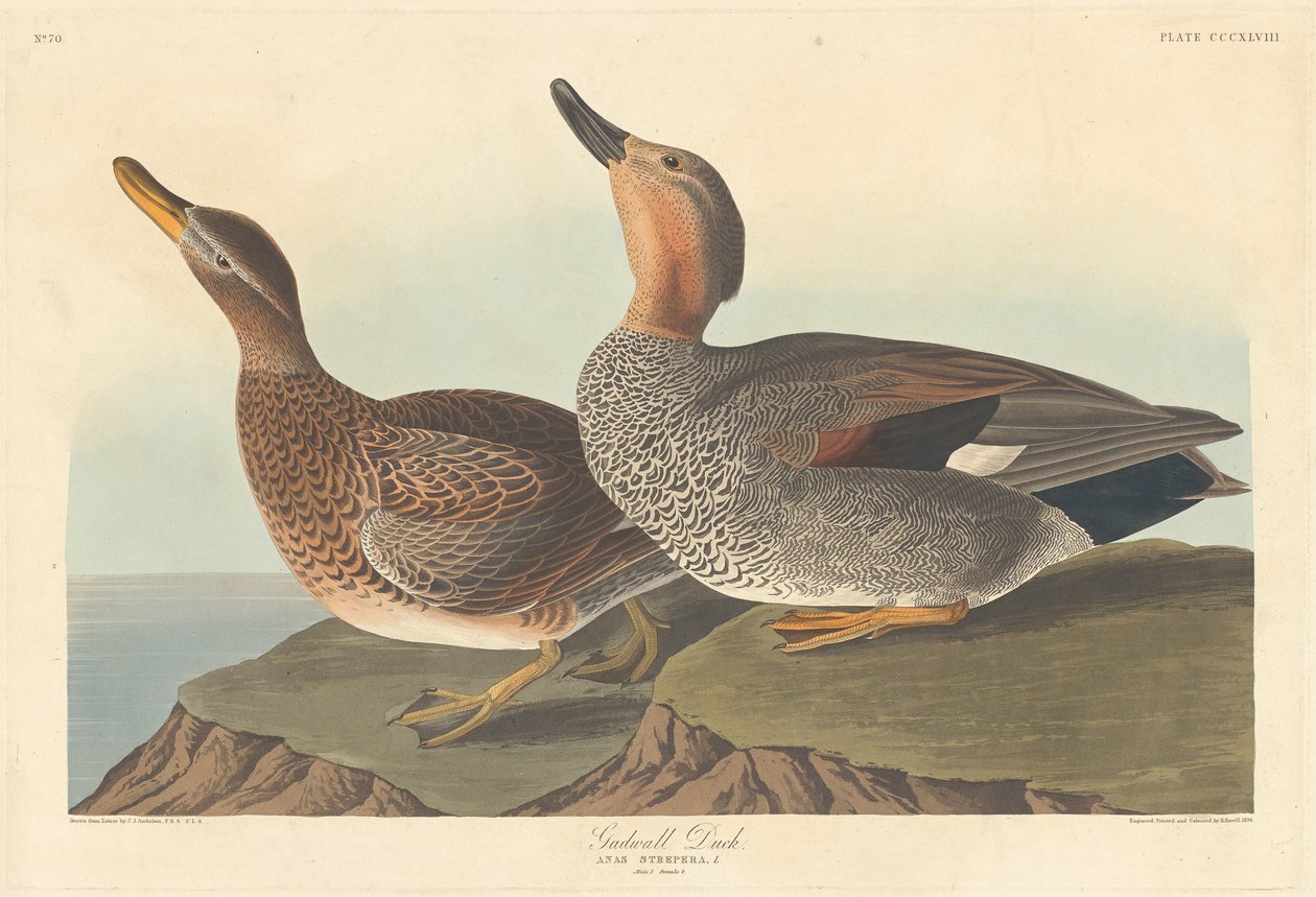 Schnatterente von Robert Havell