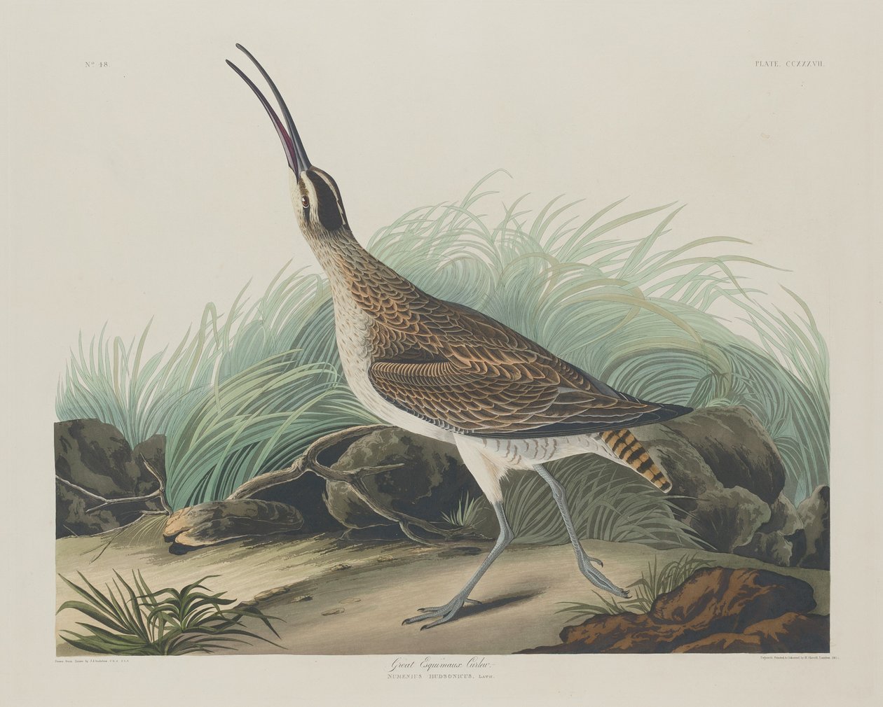 Großer Eskimobrachvogel von Robert Havell