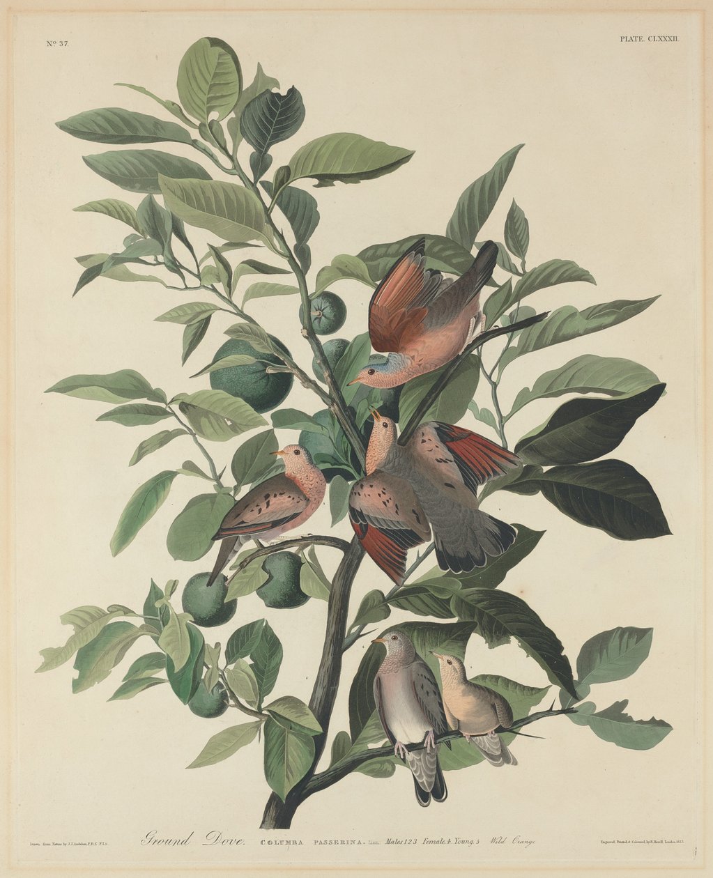 Bodentaube, 1833 von Robert Havell