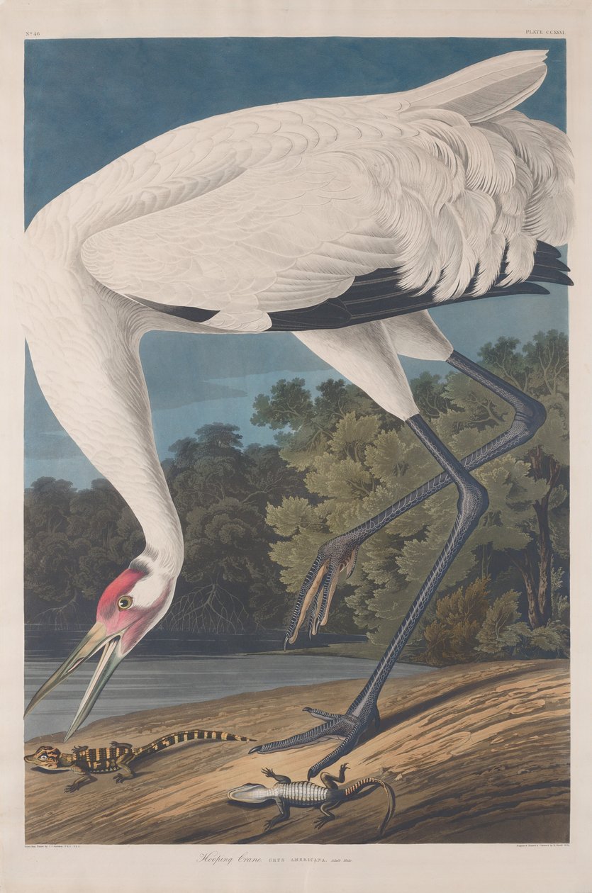 Kranich, 1834 von Robert Havell