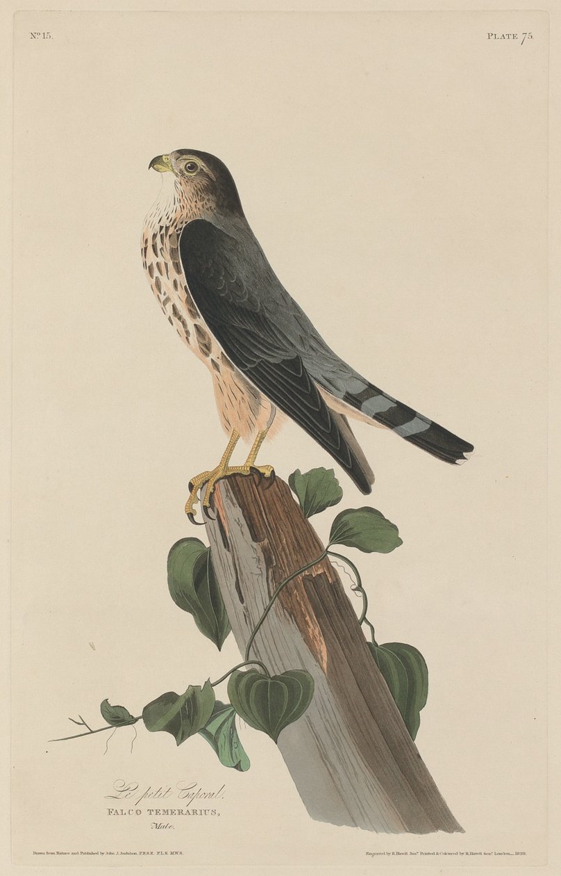 Le Petit Caporal, 1829 von Robert Havell
