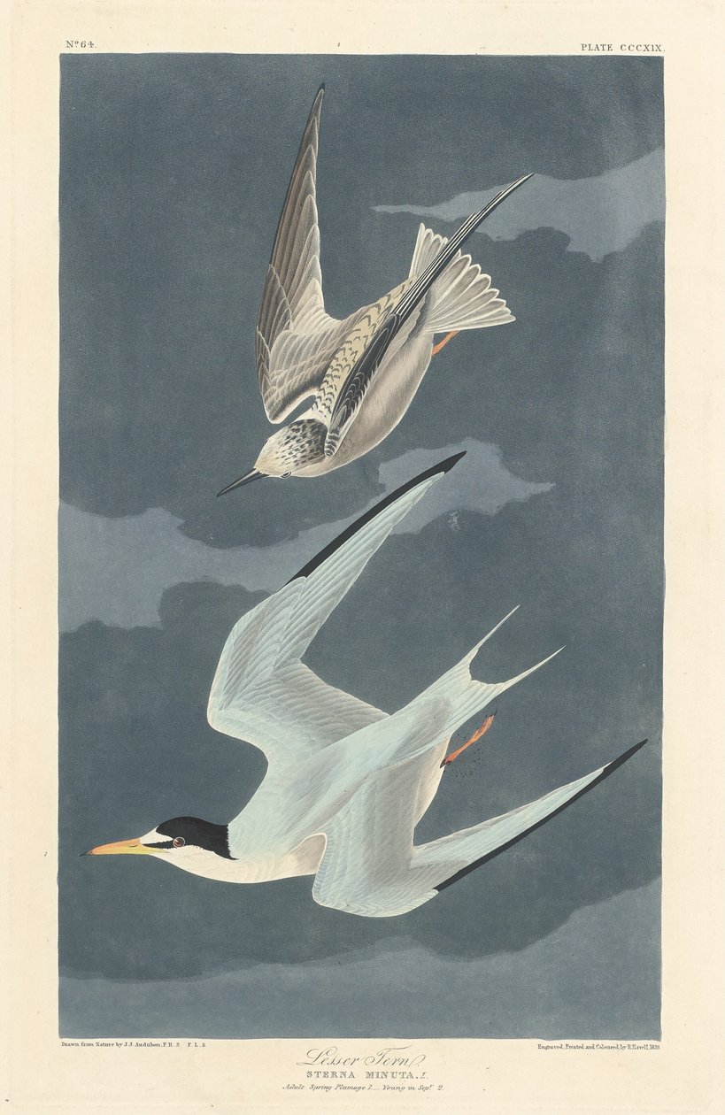 Zwergseeschwalbe, 1836 von Robert Havell