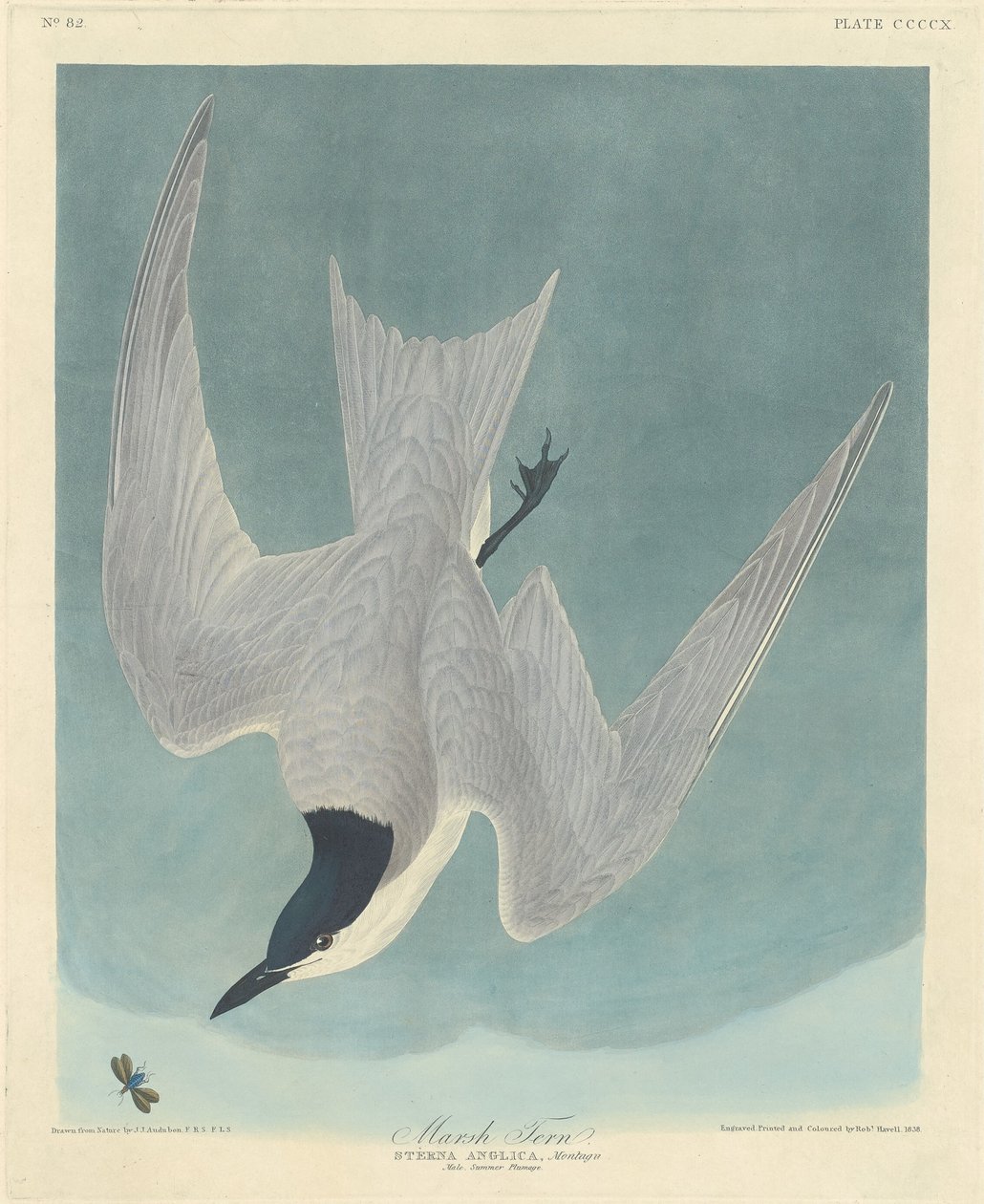 Sumpfseeschwalbe, 1838 von Robert Havell