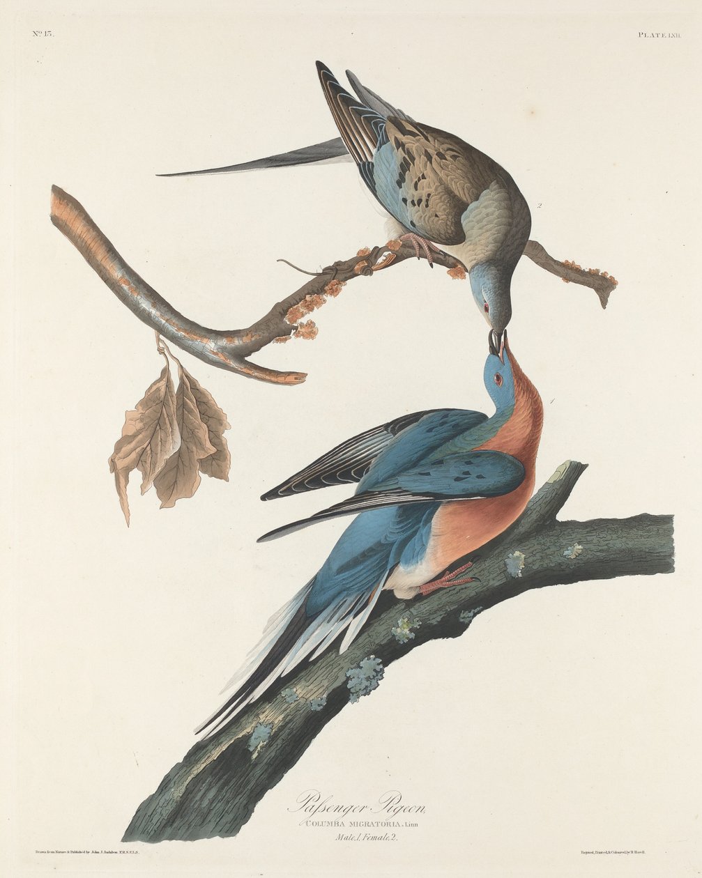 Wandertaube, 1829 von Robert Havell