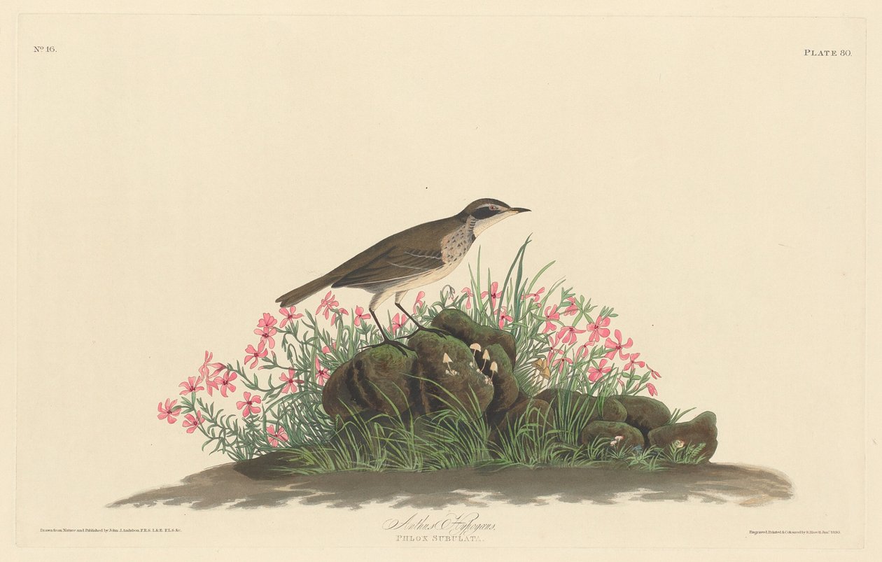 Prärie-Titlark, 1830 von Robert Havell