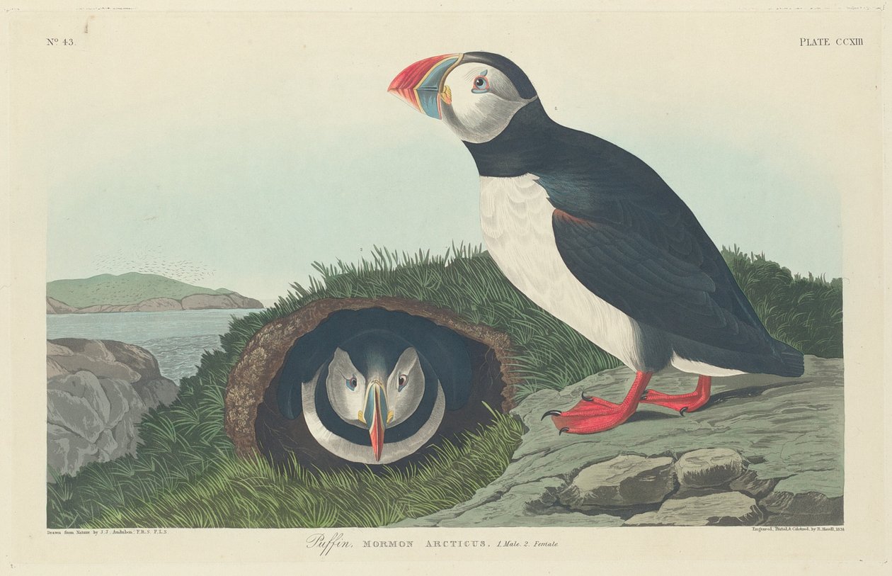 Papageitaucher, 1834 von Robert Havell