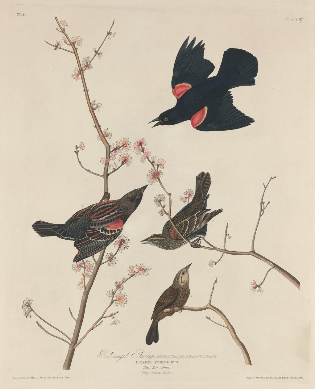 Rotflügelstärling, 1829 von Robert Havell