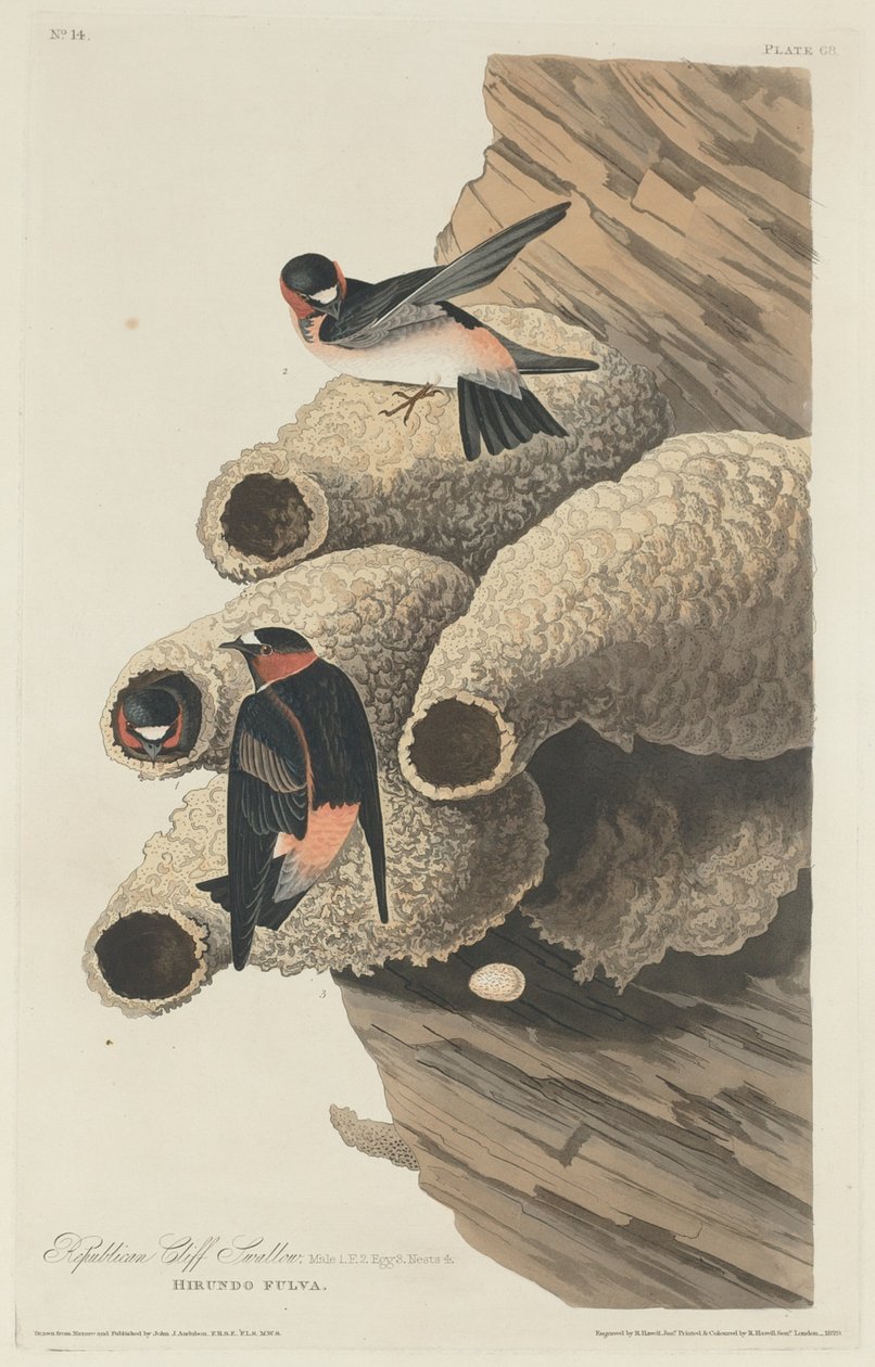 Republikanische Klippenschwalbe, 1829 von Robert Havell