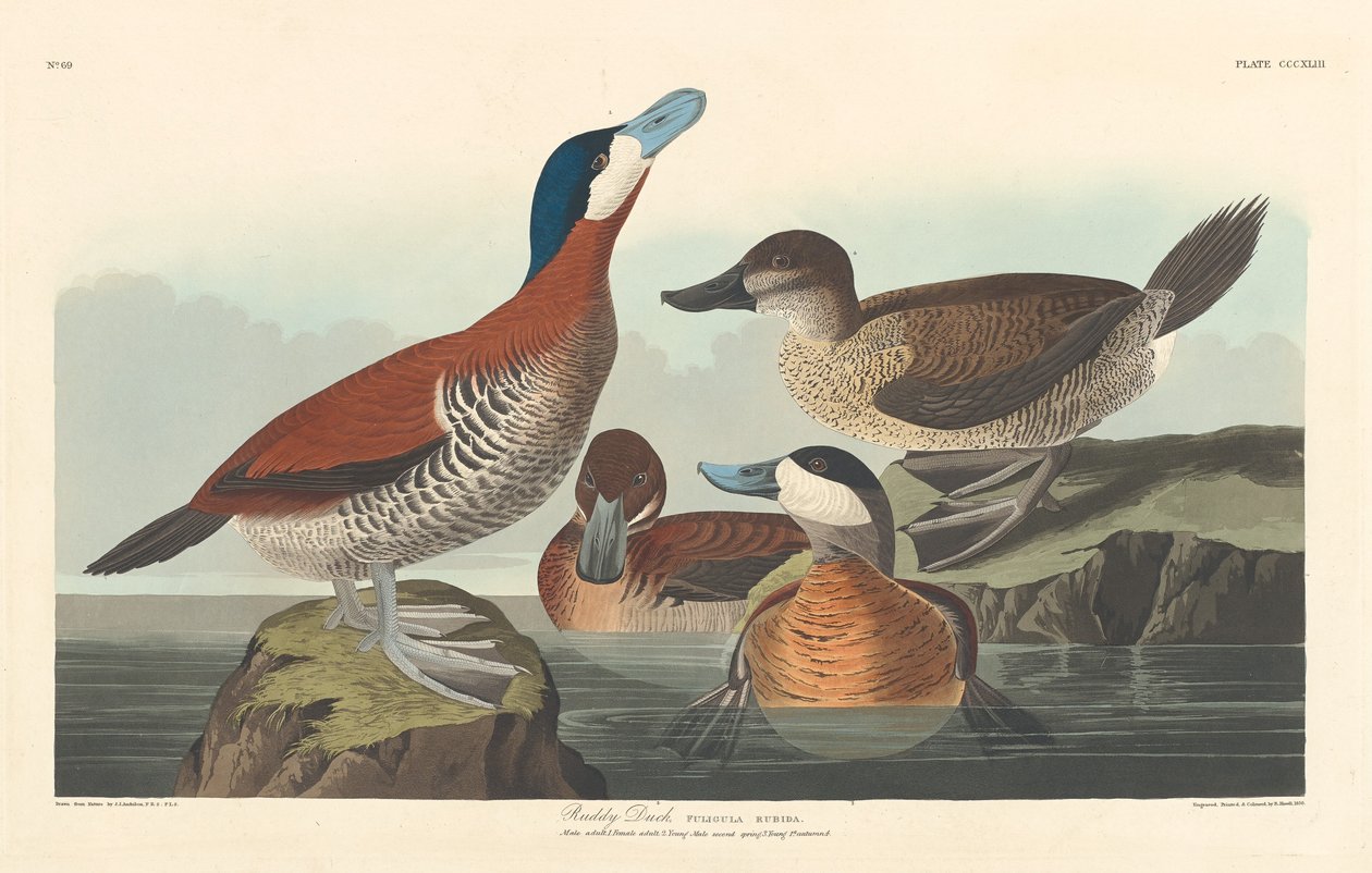Ruderente von Robert Havell