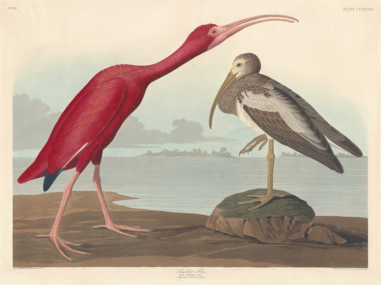 Scharlachsichler, 1837 von Robert Havell