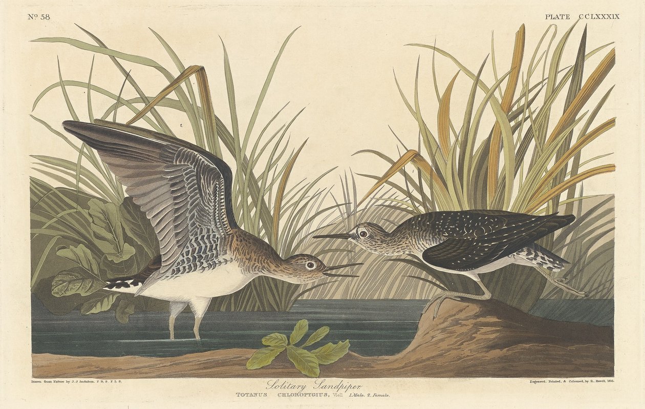 Einsamer Sandpiper von Robert Havell