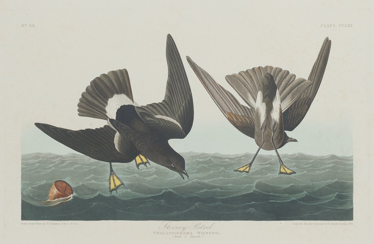 Sturmschwalbe, 1835 von Robert Havell