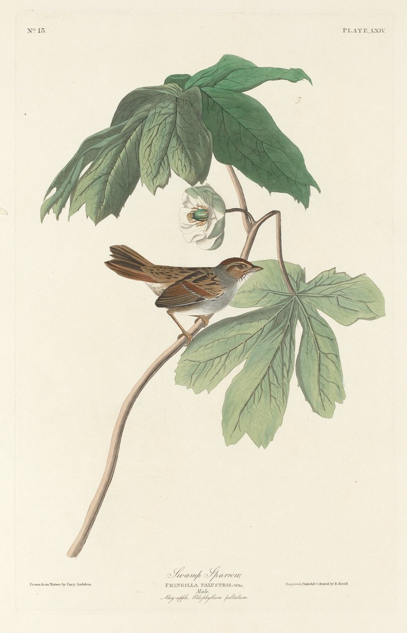 Sumpfspatz, 1829 von Robert Havell