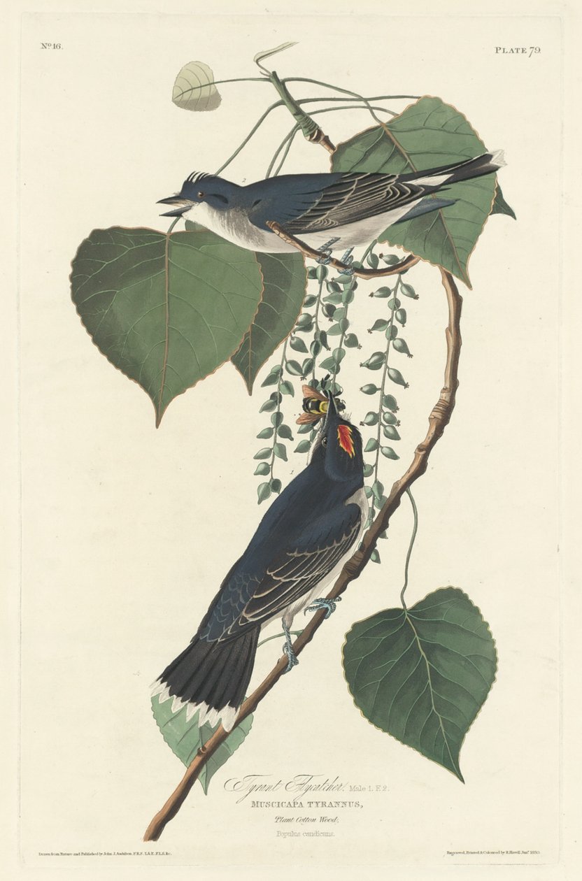 Tyrannenfliegenschnäpper, 1830 von Robert Havell