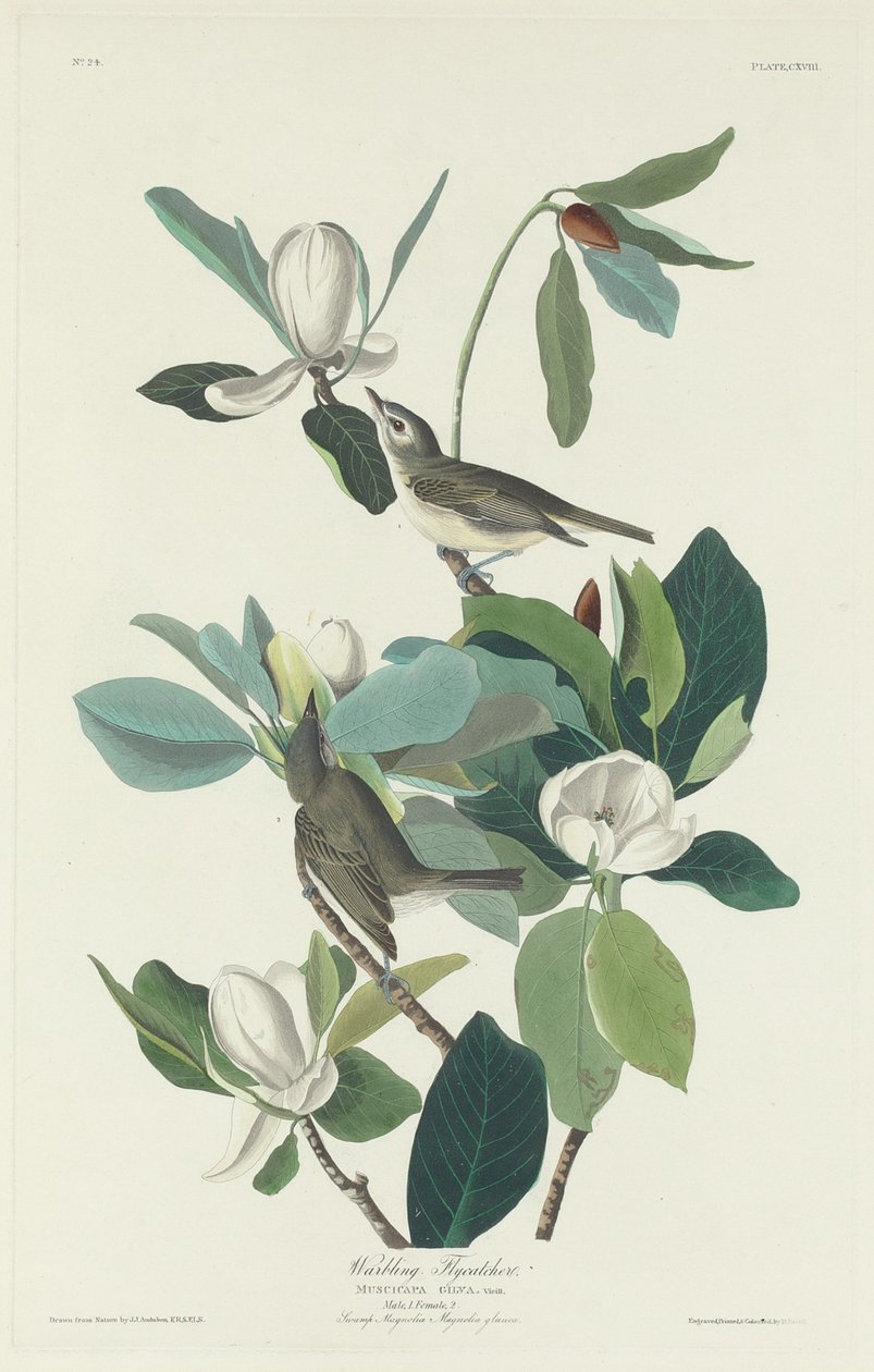 Warbling Flycatcher von Robert Havell