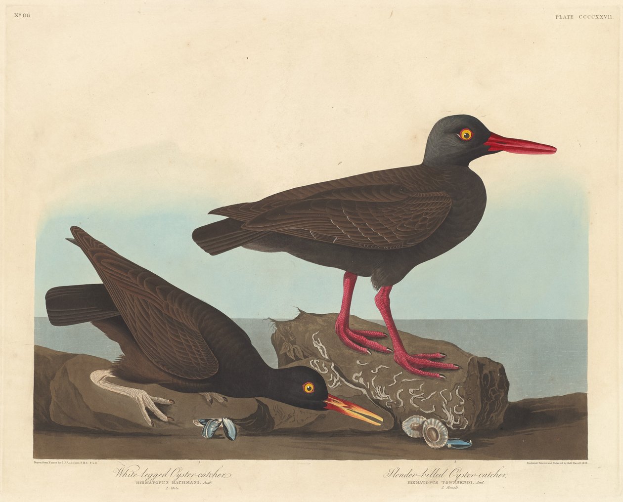 Weißbeiniger Austernfischer und Schlank-Schnabel-Austernfischer, 1838 von Robert Havell