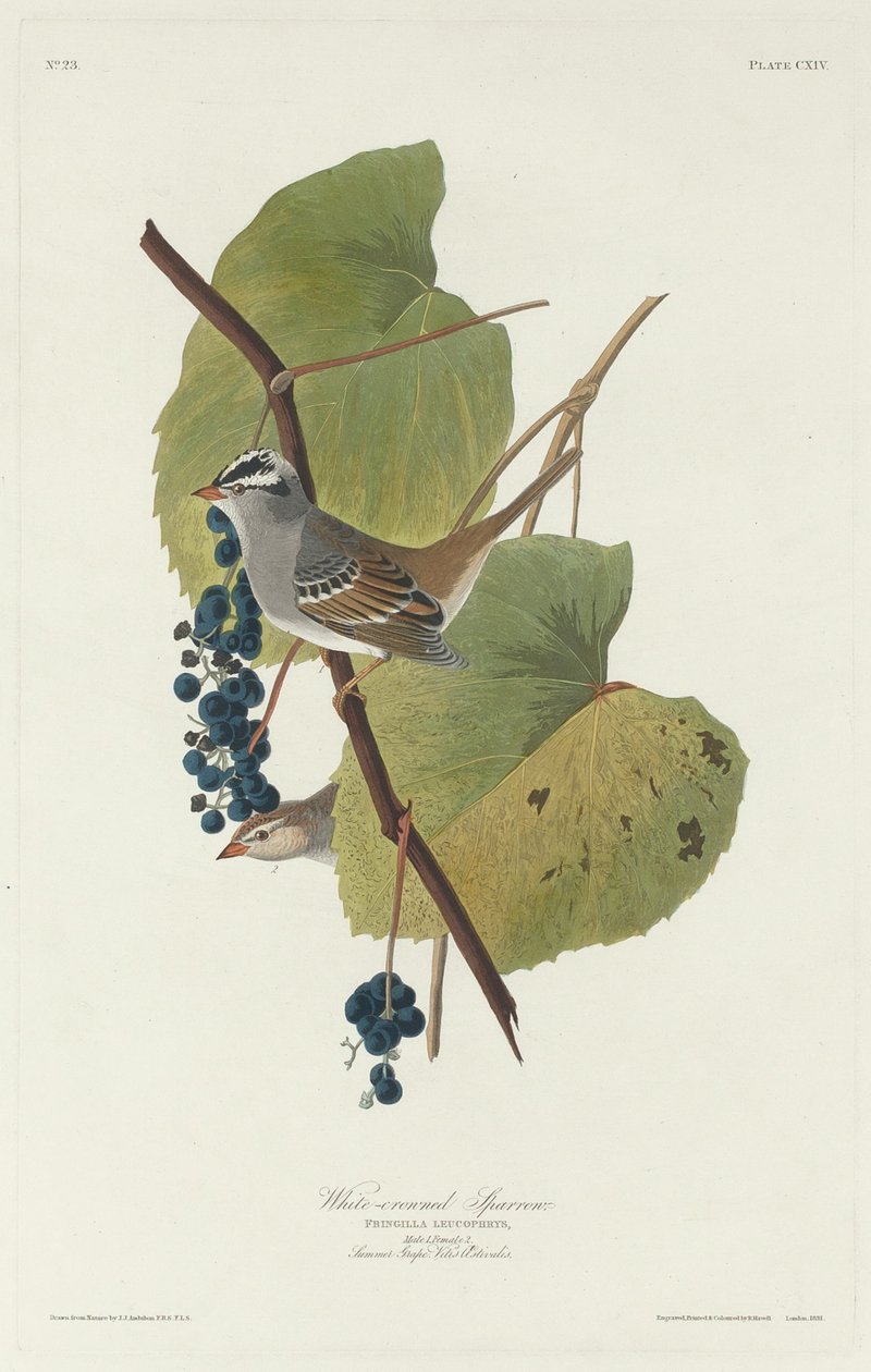 Weißkronensperling, 1831 von Robert Havell