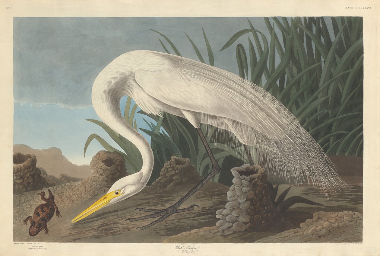 Weißer Reiher, 1837 von Robert Havell