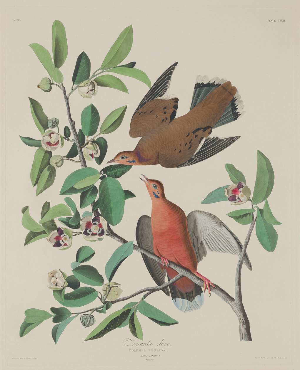 Zenaida-Taube, 1833 von Robert Havell