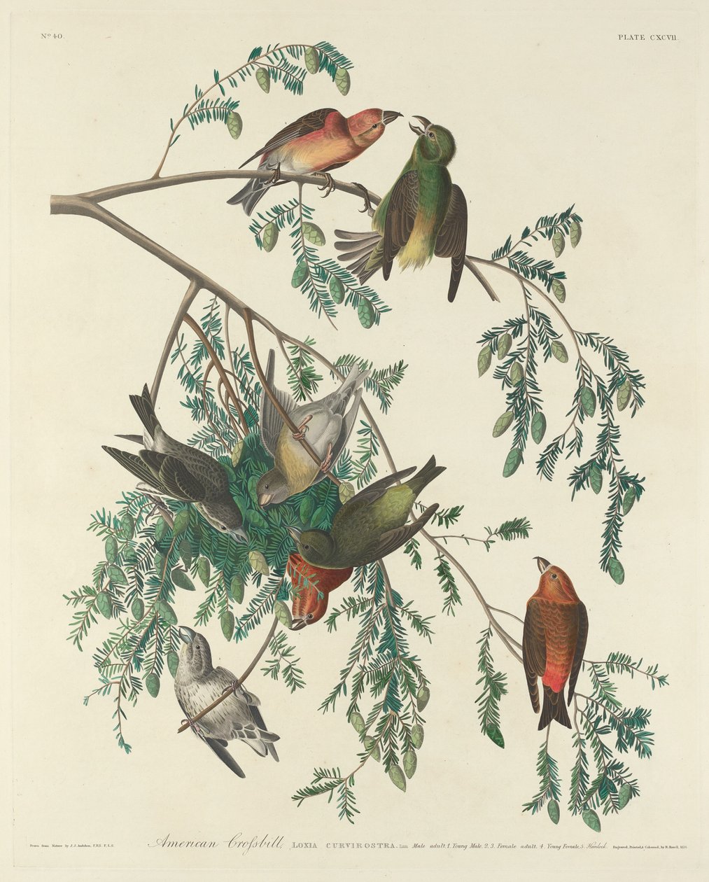 Amerikanischer Kreuzschnabel von Robert Havell after John James Audubon