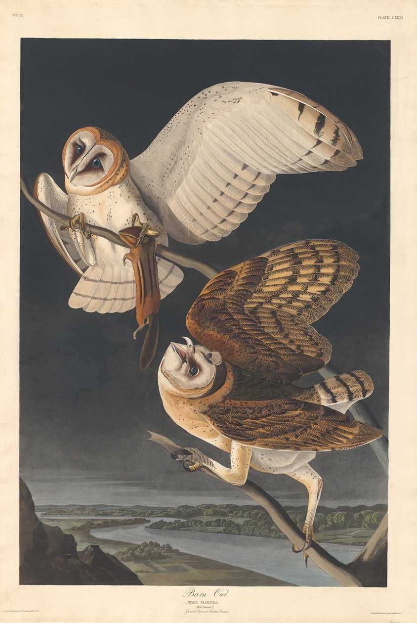 Schleiereule von Robert Havell after John James Audubon