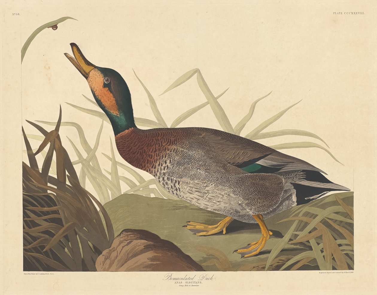 Gefleckte Ente von Robert Havell after John James Audubon