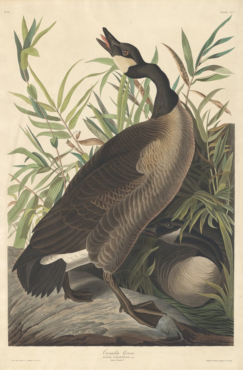 Kanadagans von Robert Havell after John James Audubon