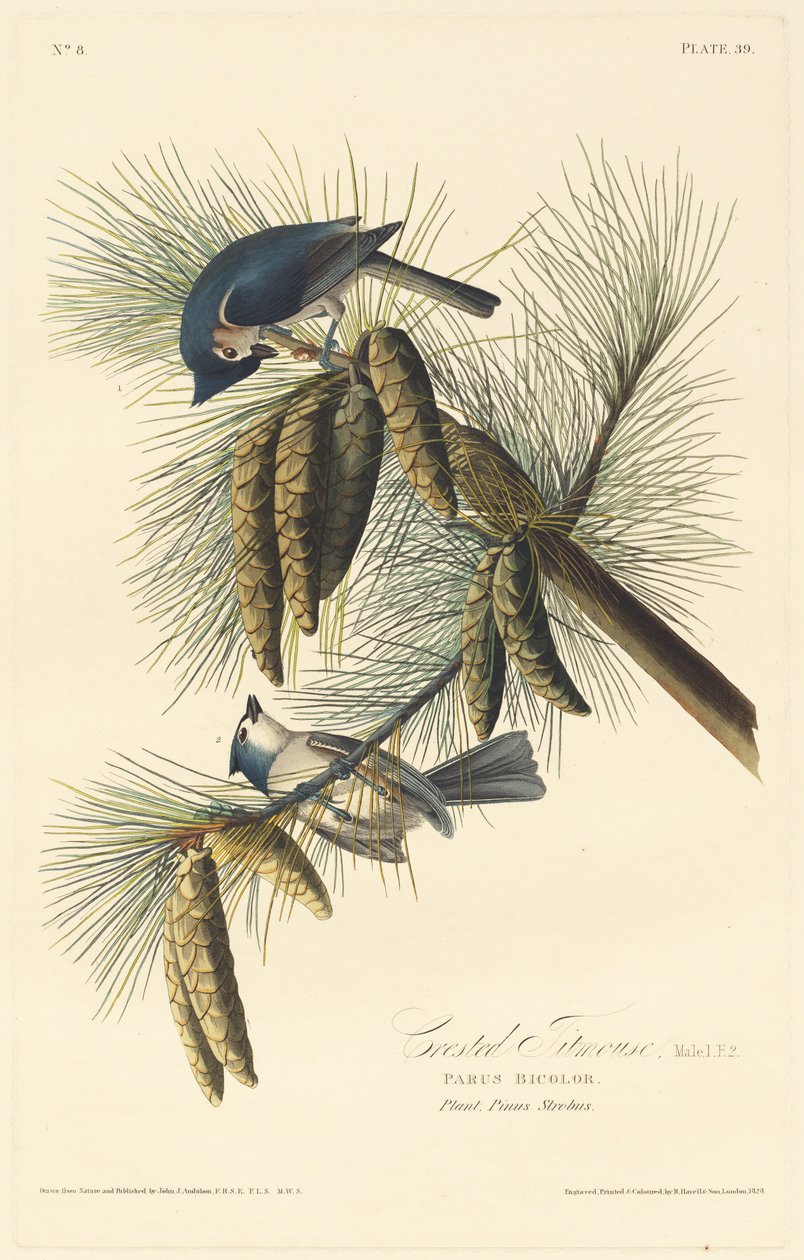 Haubenmeise von Robert Havell after John James Audubon