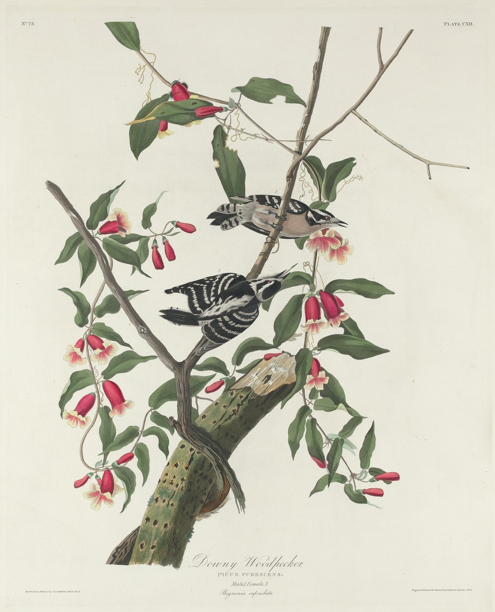 Flaumiger Specht von Robert Havell after John James Audubon