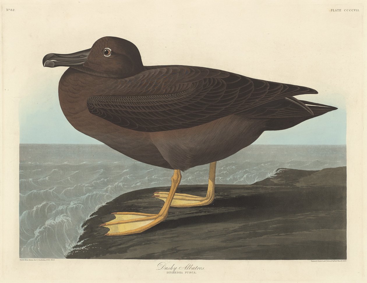 Dunkler Albatros von Robert Havell after John James Audubon
