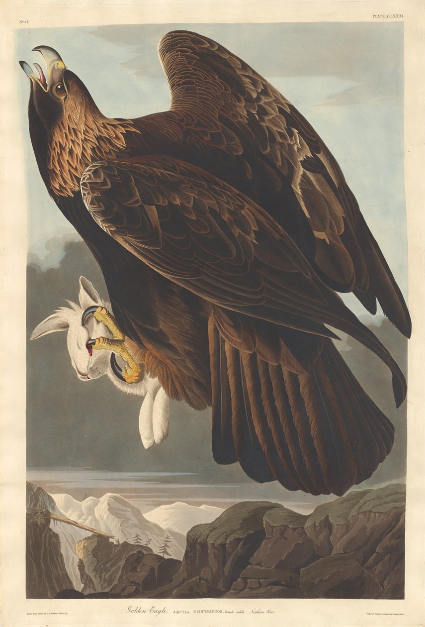 Steinadler von Robert Havell after John James Audubon