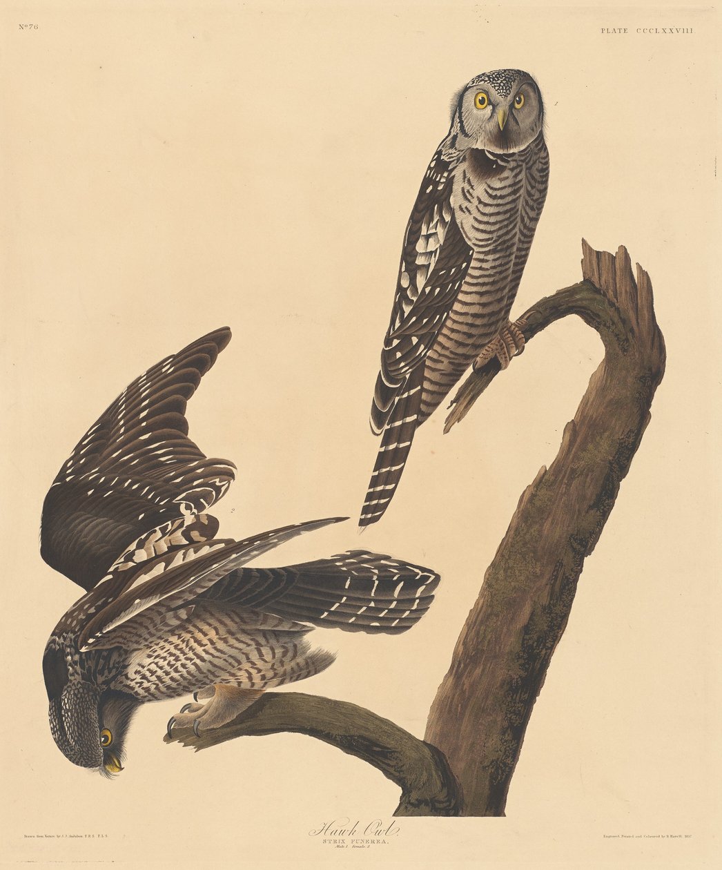 Sperbereule von Robert Havell after John James Audubon