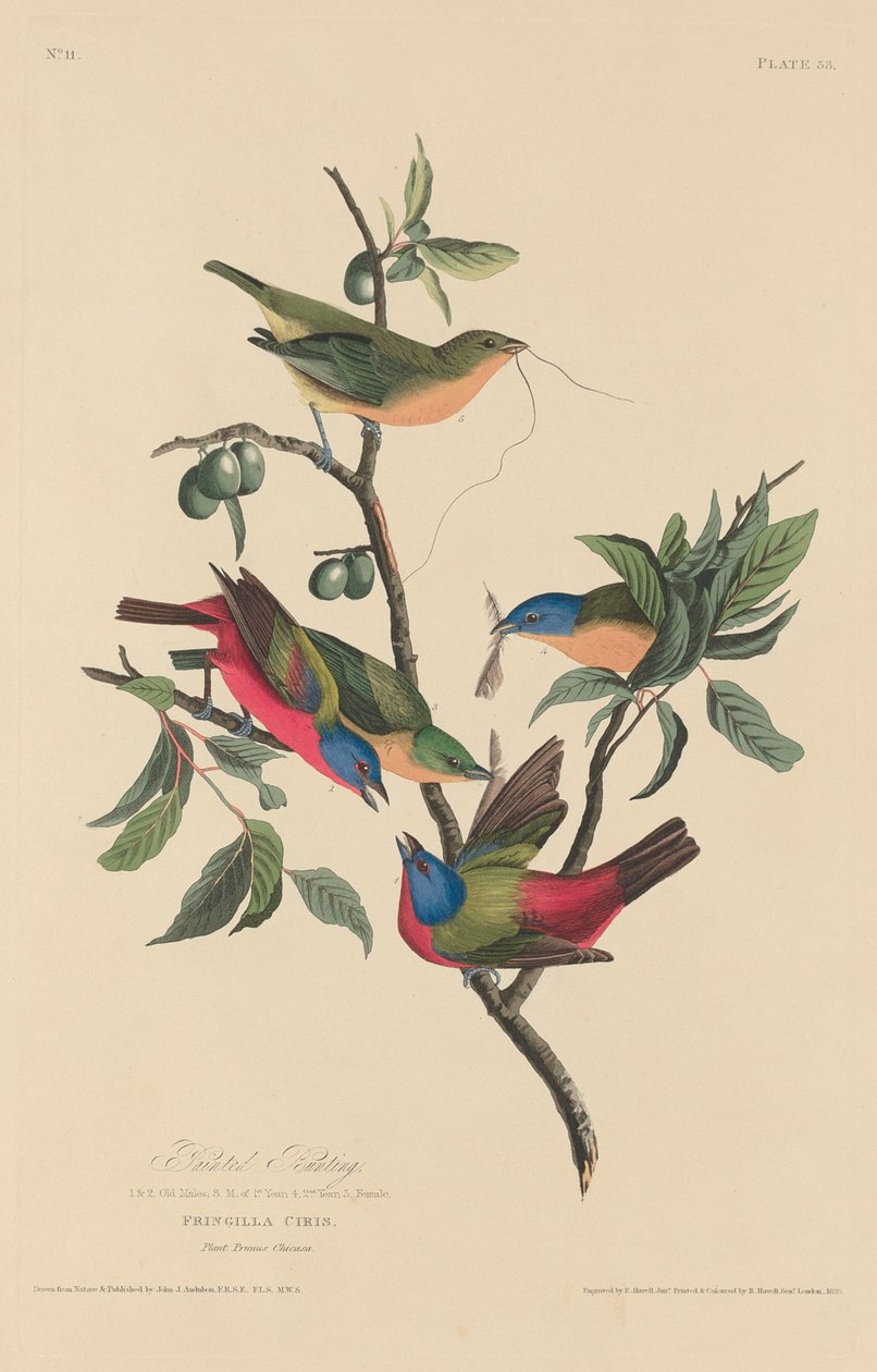 Gemalter Ammer von Robert Havell after John James Audubon