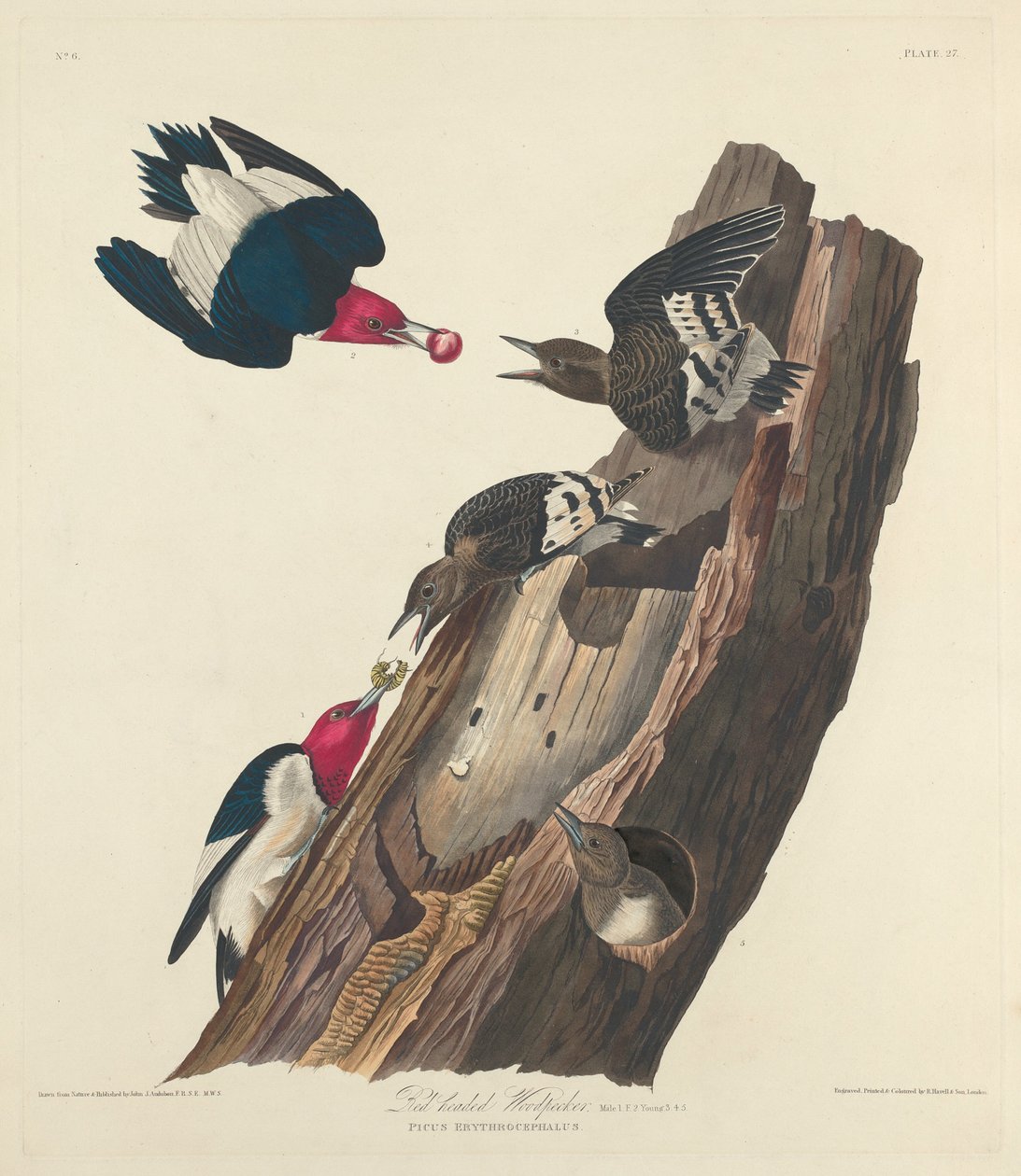 Rotkopf-Specht von Robert Havell after John James Audubon
