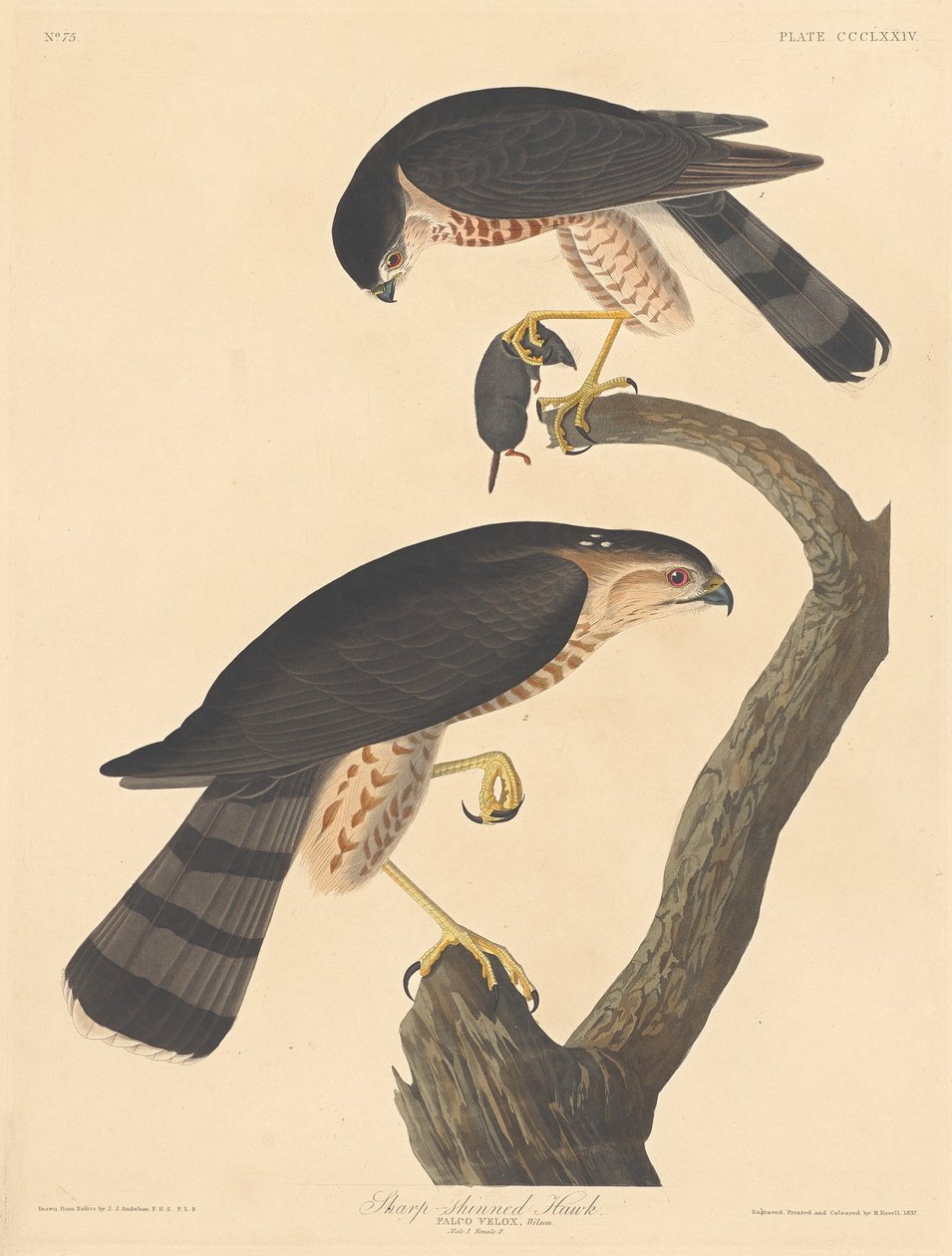 Schnepfenbussard von Robert Havell after John James Audubon