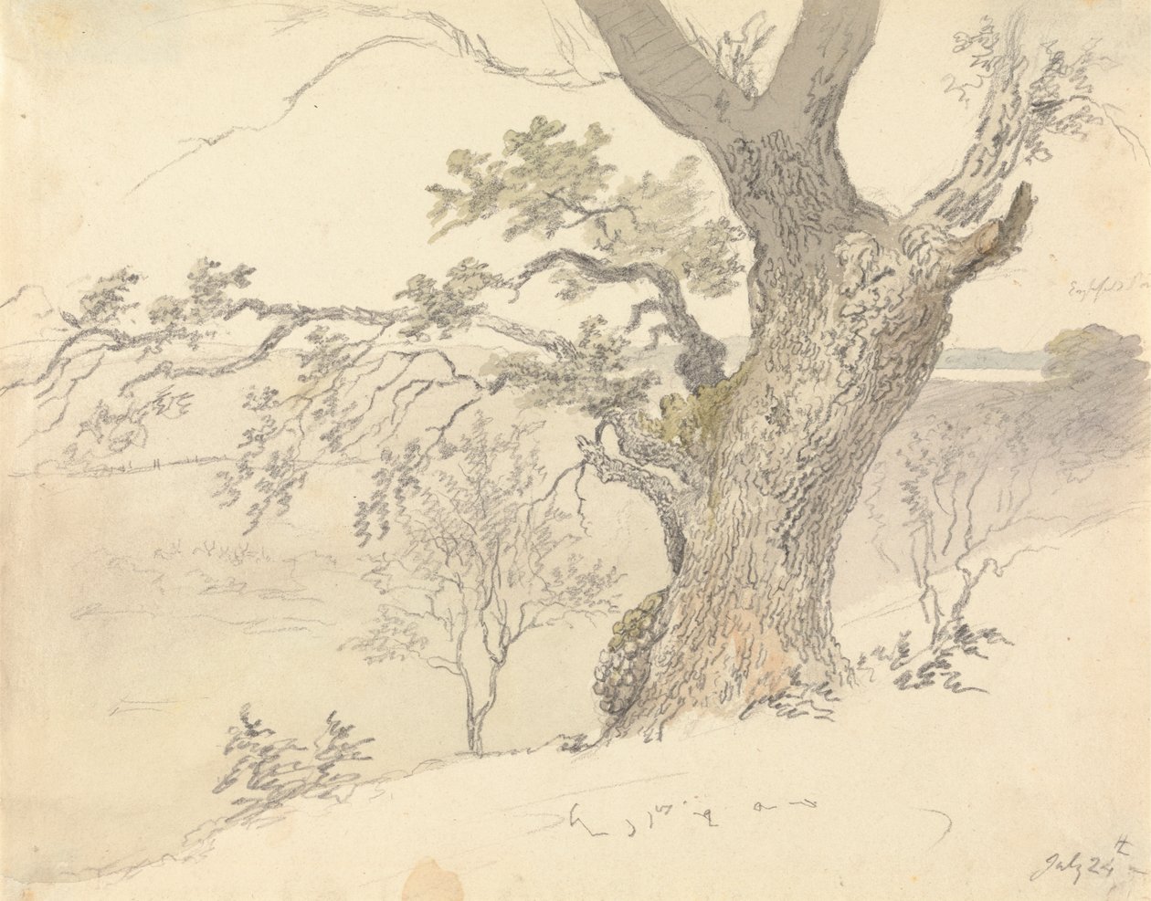 Eine Eiche im Englefield Park von Robert Hills