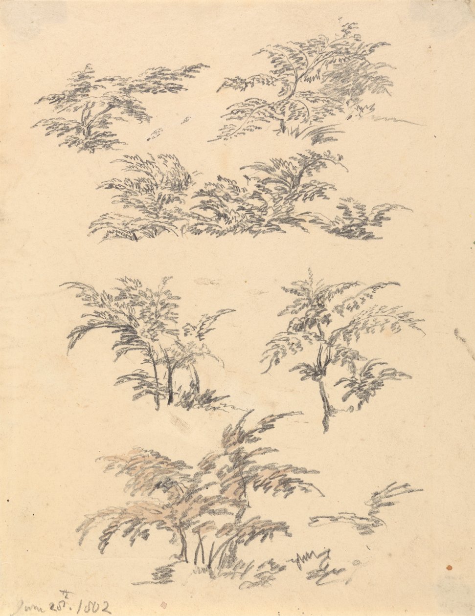 Studie von Farn von Robert Hills
