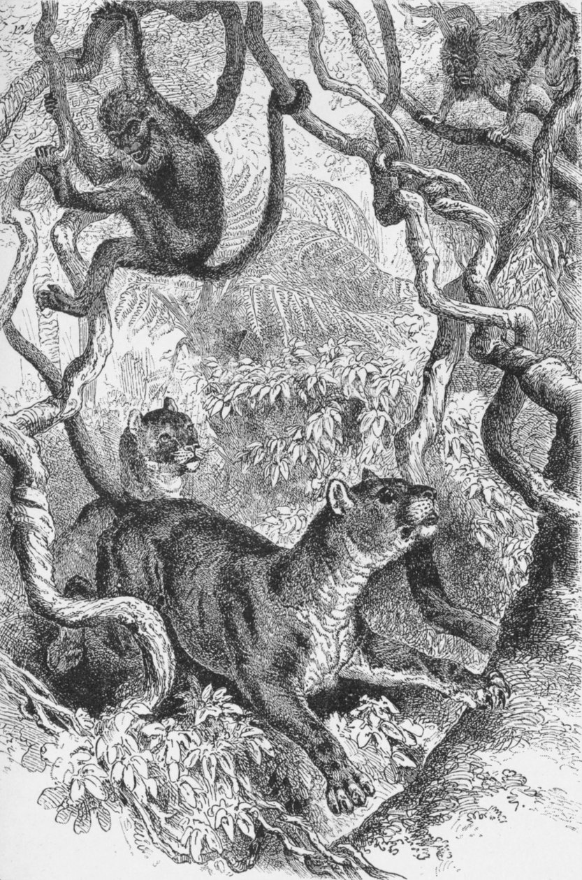 Der Puma, um 1885, 1890 von Robert Taylor Pritchett