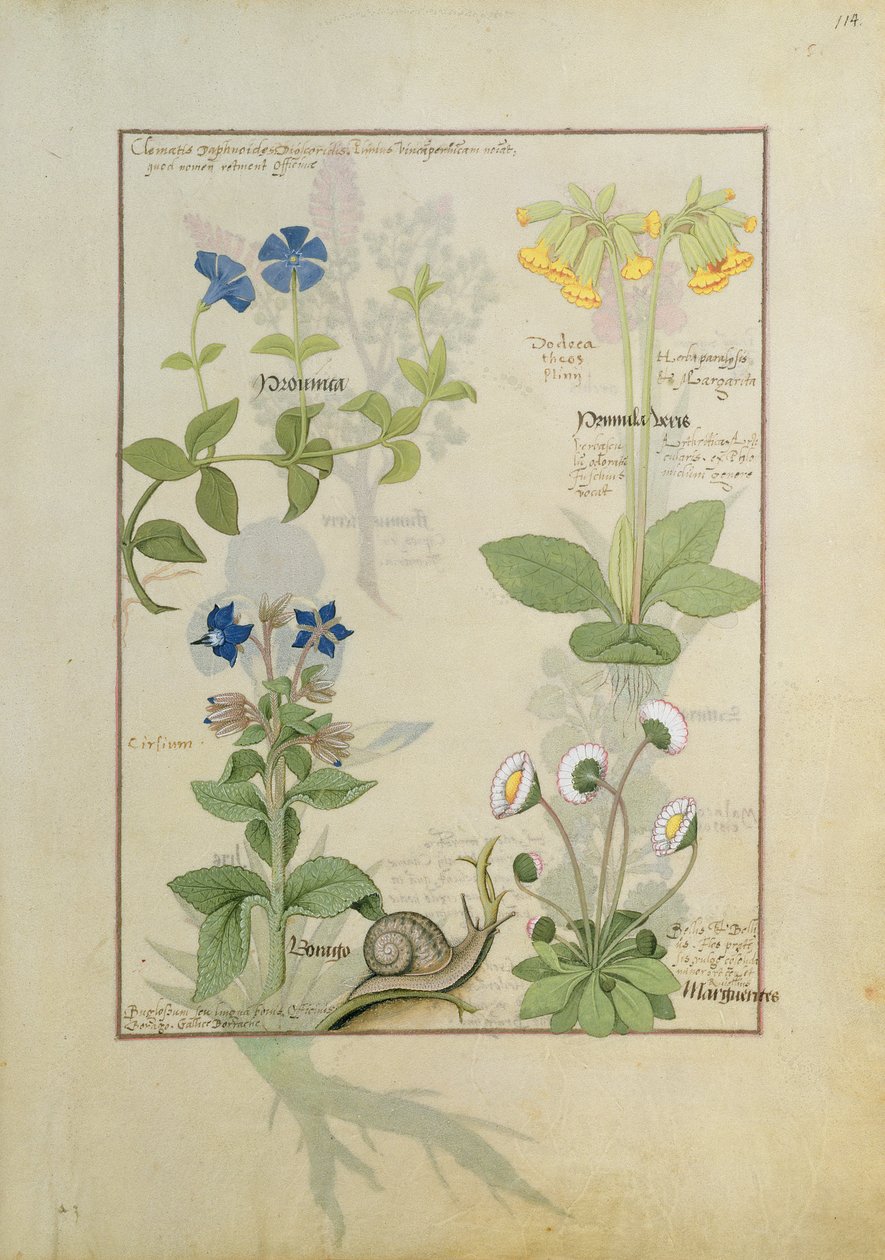 Blaue Clematis oder Hahnenfuß und Primel. Untere Reihe Borretsch oder Vergissmeinnicht und Margeriten von Robinet Testard