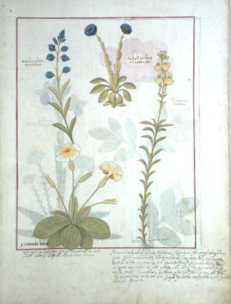 Ms Fr. Fv VI #1 fol.117 Oben: Onobrychis oder Esparsette und Aphyllanthes. Unten: Linaria Lutea und Primula Veris oder Schlüsselblume, Illustration aus Das Buch der einfachen Heilmittel von Matthaeus Platearius (gest. ca. 1161) um 1470 von Robinet Testard