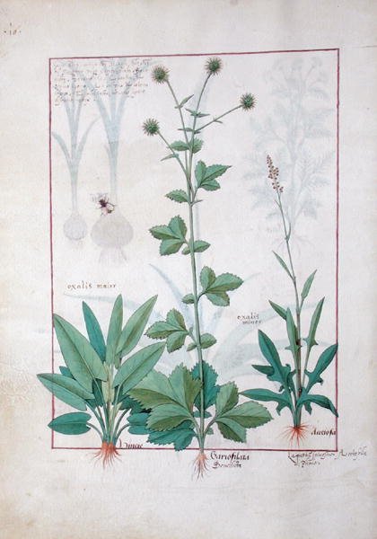 Sauerampfer und Gariofilata (Benediktenkraut) Illustration aus dem Buch der einfachen Medizin von Mattheaus Platearius, ca. 1470 von Robinet Testard