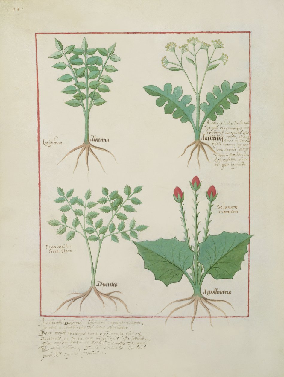 Liguster und Akanthus oben, Gras und Apollinaris unten, Illustration aus Das Buch der einfachen Heilmittel von Matthaeus Platearius von Robinet Testard
