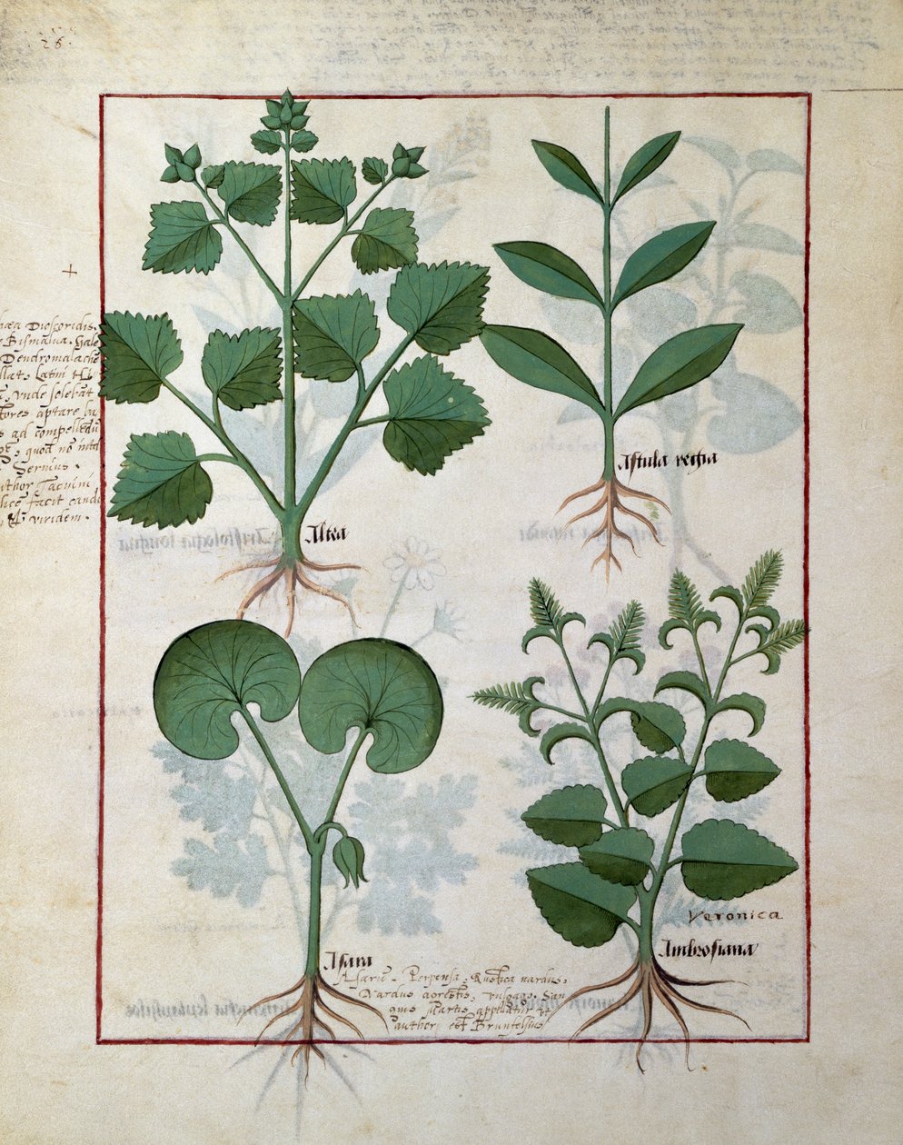 Marshmallow und Hastula Regia. Untere Reihe: Asarabacca und Ehrenpreis, Illustration aus dem 
