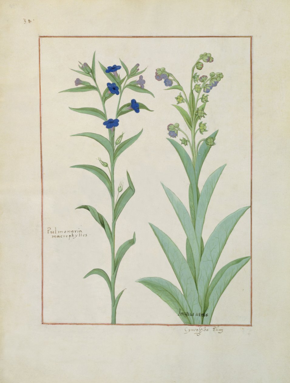 Lungenkraut und Lungenkraut, Illustration aus Das Buch der einfachen Heilmittel von Mattheaus Platearius von Robinet Testard