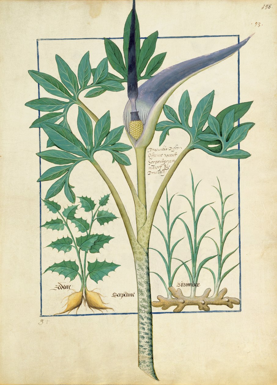 Orchidee, Illustration aus dem Buch der einfachen Heilmittel von Mattheaus Platearius 158r von Robinet Testard